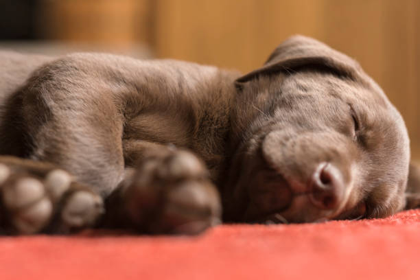 8-week-old chocolate lab sleeping on floor Adorable, innocent chocolate labrador retriever lying on red carpet asleep. Low angle view. chocolate labrador stock pictures, royalty-free photos & images