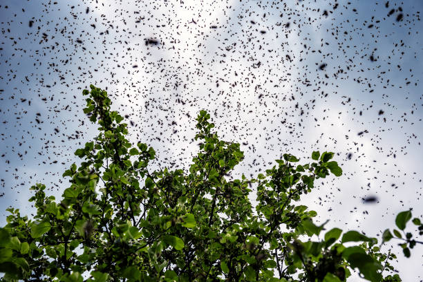 a bee swarm sits on a tree A swarm of bees sitting down on a branch of a tree swarm of insects stock pictures, royalty-free photos & images