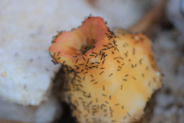 a black ants eating rotten apple on outdoor stock photo
