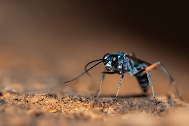 a blue mud dauber A portrait of a blue mud dauber mud dauber wasp stock pictures, royalty-free photos & images