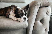 istock a bored french bulldog lying down and resting on sofa looking outside 1249480163