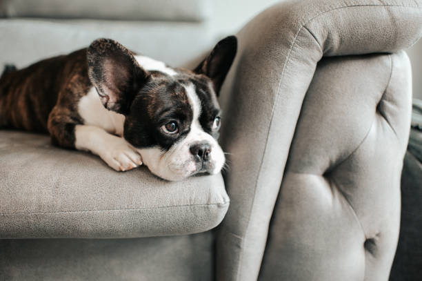 un bulldog francés aburrido acostado y descansando en el sofá mirando al aire libre - tristeza fotografías e imágenes de stock