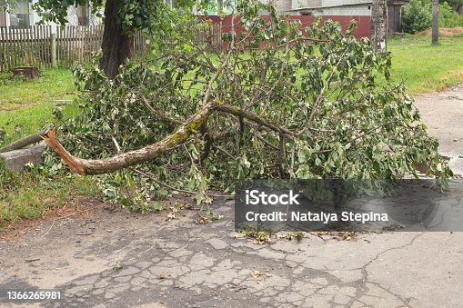 istock a branch of a broken tree with green foliage on the road 1366265981