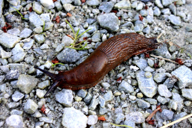 a brown live slug is on a stone stock photo