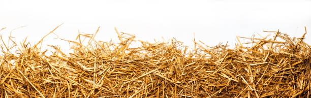 a bunch of straw as border, isolated with white background a bunch of straw as border, isolated with white background hay stock pictures, royalty-free photos & images