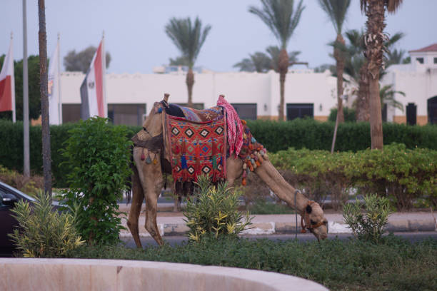 a camel eats grass. a camel in national egyptian clothes on the territory of the hotel - social media imagens e fotografias de stock