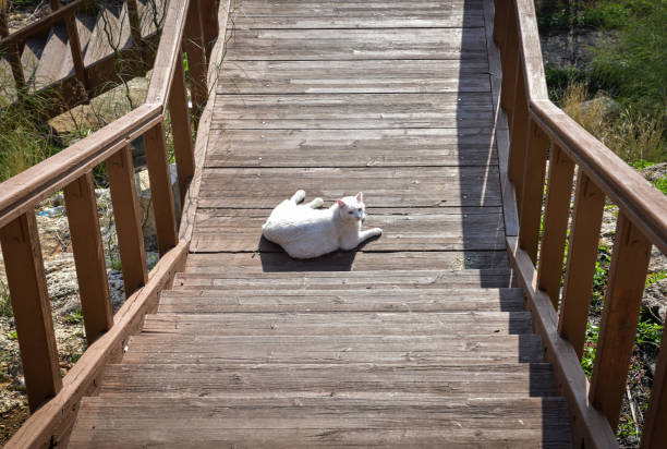 a cat is resting and sunbathing on a wooden footbridge stock photo