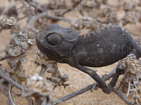 a cold chameleon on a branch in the Namibia desert on a rainy morning