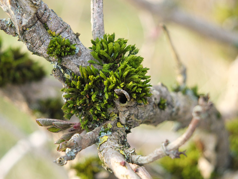 a close up of vibrant green moss growing on the branch of a tree with early spring leaf buds