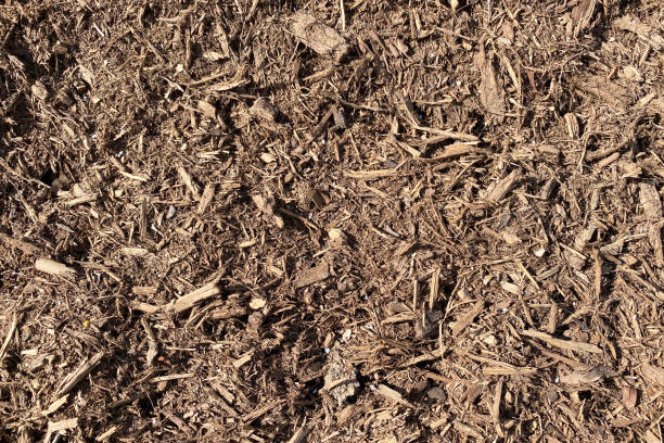 una vista panorámica de gran angular mirando hacia abajo en algún suelo de mantillo natural y seco que cubre - mulch fotografías e imágenes de stock