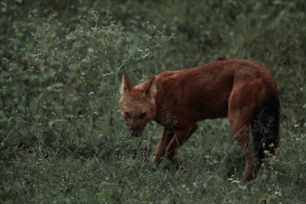a dhole or indian wild dog or whistling dog (cuon alpinus) in bandipur national park, karnataka, india  dhole stock pictures, royalty-free photos & images