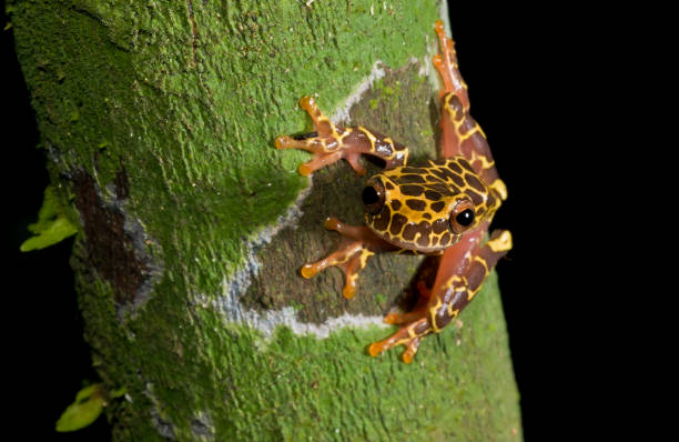 a giraffe morph clown frog a very pretty giraffe morph clown tree frog from the Amazon rain forest in Peru cute frog stock pictures, royalty-free photos & images