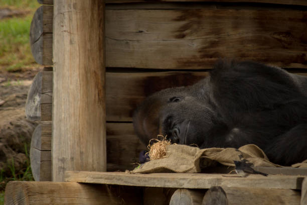 a large gorilla asleep in the man made shelter stock photo