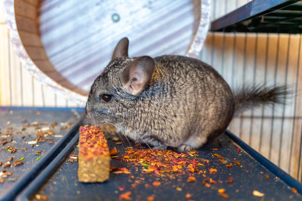 a large gray chinchilla sits in a cage and eats a herbal stick stock photo