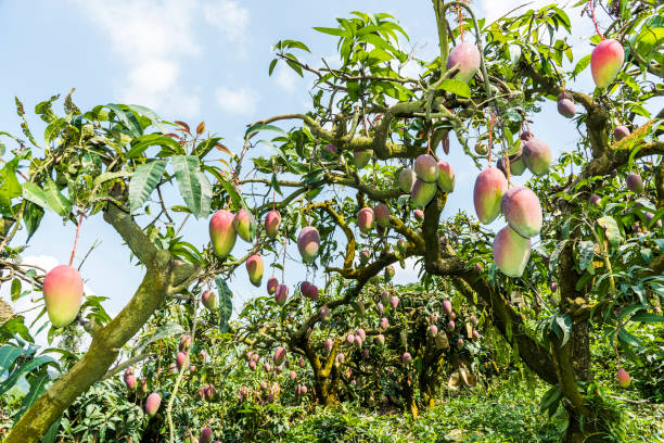 a lot of mango trees in the orchard stock photo