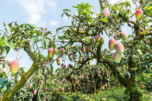 A Lot Of Mango Trees In The Orchard Stock Photo - Download ...
