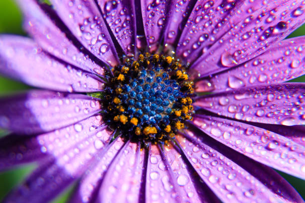 a macro of a purple flower stock photo