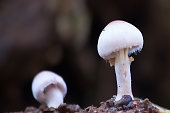 istock a Mushroom macro photography 1327934839