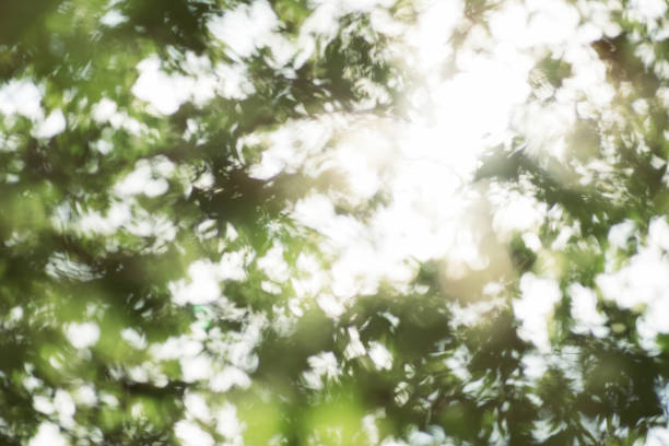 ぼかしがぼやけて焦点が離れた緑の葉と枝の写真で、日陰と太陽の輝きが輝く - wood texture ストックフォトと画像