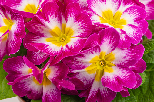 a plant of pink primroses, macro close up