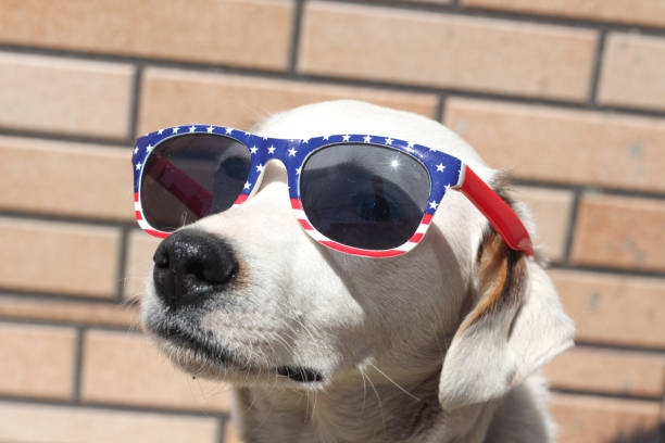 a portrait of a dog celebrating 4 July Independence day a portrait of a dog celebrating 4 July Independence day . A patriot American dog with sunglasses in American flag colors standing outdoors on a sunny day national dog day stock pictures, royalty-free photos & images