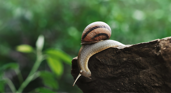 a snail crawls on a rock against a green blurry background