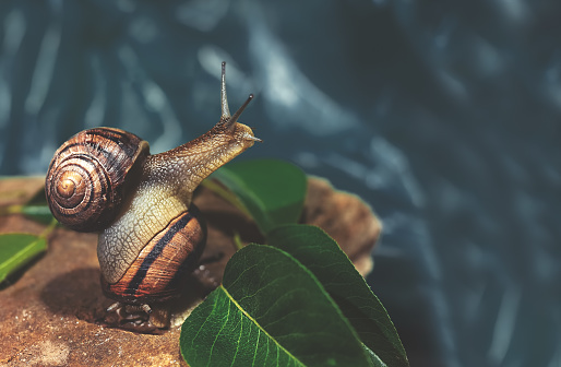 a snail sits on the shell of another snail on a rock