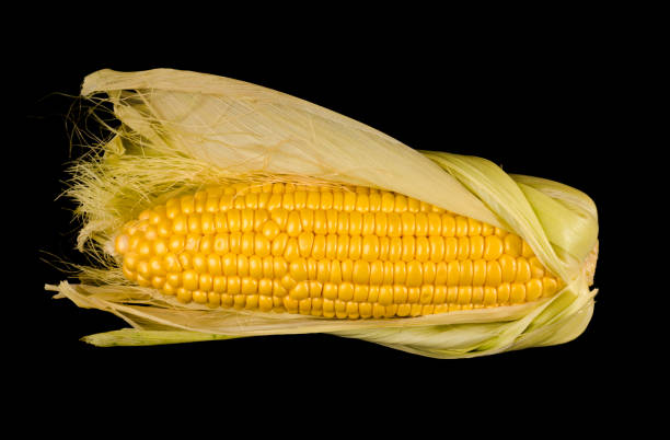 a swing of young corn, half peeled from the husk on a black background isolated stock photo