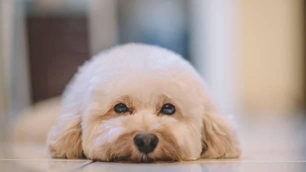 a toy poodle resting on floor a toy poodle with a pink ribbon resting poodle stock pictures, royalty-free photos & images