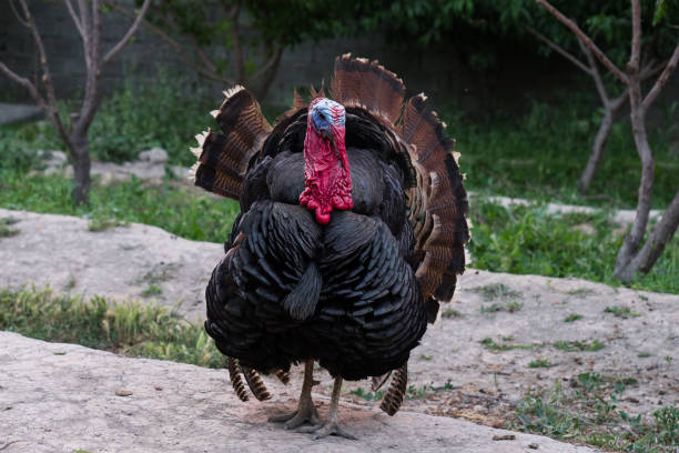 a Turkey on a field stock photo