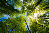 istock a view up into the trees direction sky 1317323736