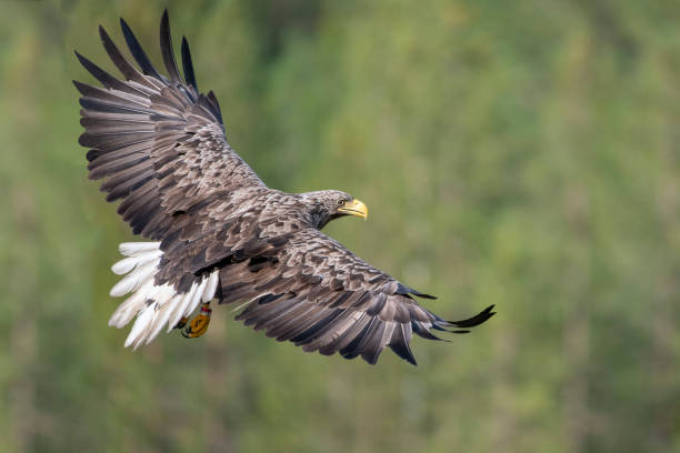 a white tailed eagle in flight with the forest in the background in northern finland near kumho a white tailed eagle in flight with the forest in the background in northern finland near kumho bird of prey stock pictures, royalty-free photos & images