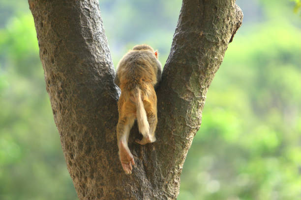 a Wiild Monkey In Kam Shan Country Park, Kowloon stock photo