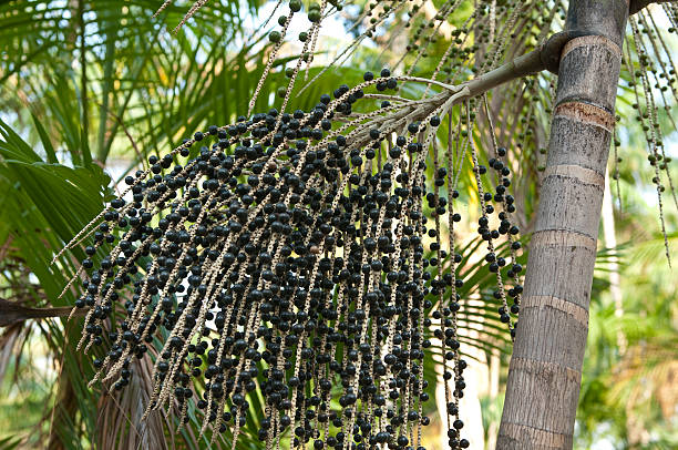 Açai Palm tree stock photo