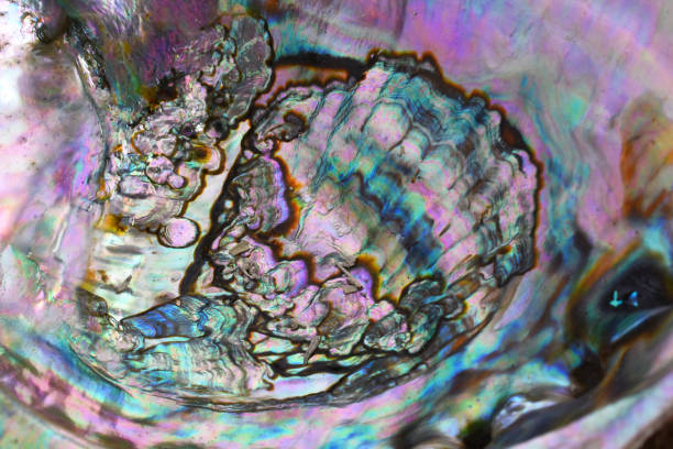 Abalone Shell Abstract An abstract image of the rainbow color patterns of an abalone seashell. mother of pearl stock pictures, royalty-free photos & images
