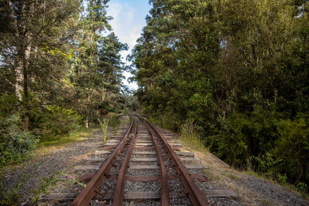 Abandoned Railway Line Launceston, Australia - January 21, 2021: Old train track from an abandoned railway line just outside of Launceston, Tasmania surrounded by forest. launceston australia stock pictures, royalty-free photos & images
