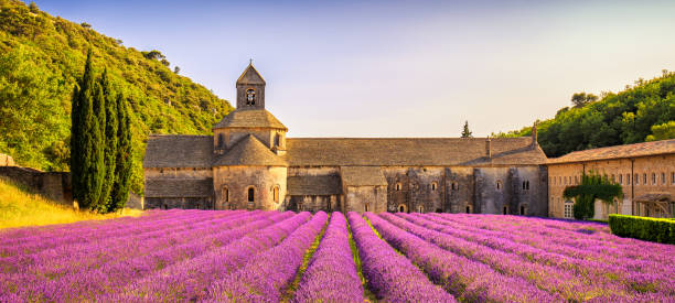 Abbey of Senanque blooming lavender flowers panorama at sunset. Gordes, Luberon, Provence, France. Abbey of Senanque and blooming rows lavender flowers panorama at sunset. Gordes, Luberon, Vaucluse, Provence, France, Europe. abbey monastery stock pictures, royalty-free photos & images