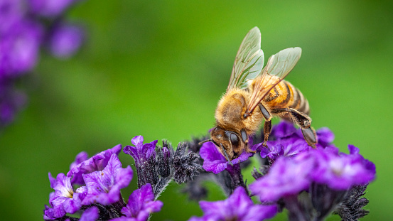 A honey bee forages on a flower in autumn in a botanical garden.