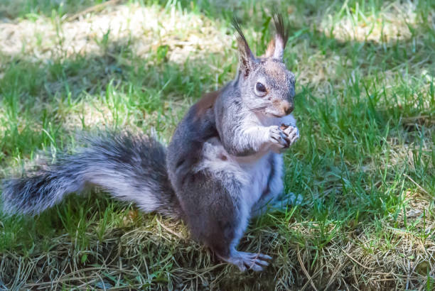 Abert's Squirrel Feeding stock photo