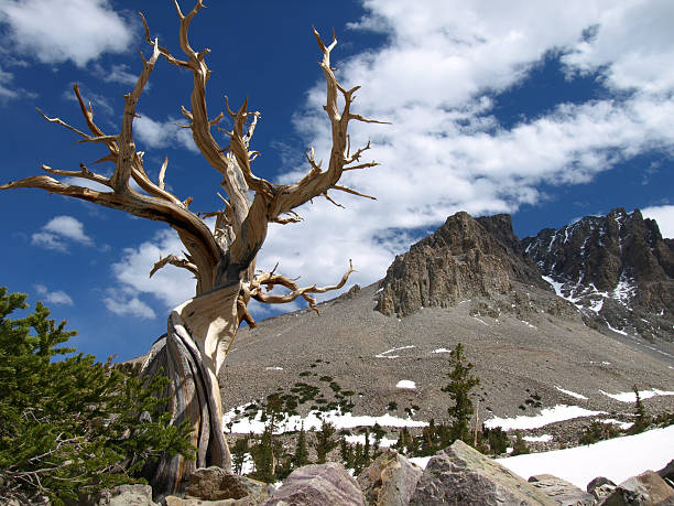 above the desert ...is this place in Great Basin NP, NV. Bristlecone pine trees and rock glacier. Image made at 11mm. great basin stock pictures, royalty-free photos & images