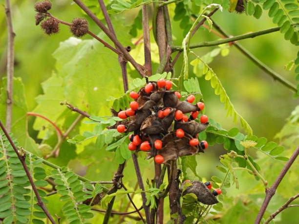 Abrus precatorius - bunch of berries stock photo