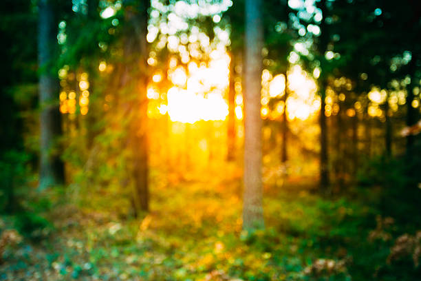 Abstract Autumn Summer Natural Blurred Forest Background. Bokeh, Boke...