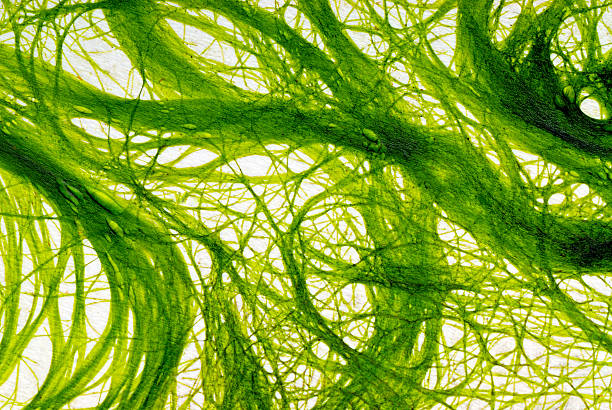 abstract backgronud  green algae stock pictures, royalty-free photos & images