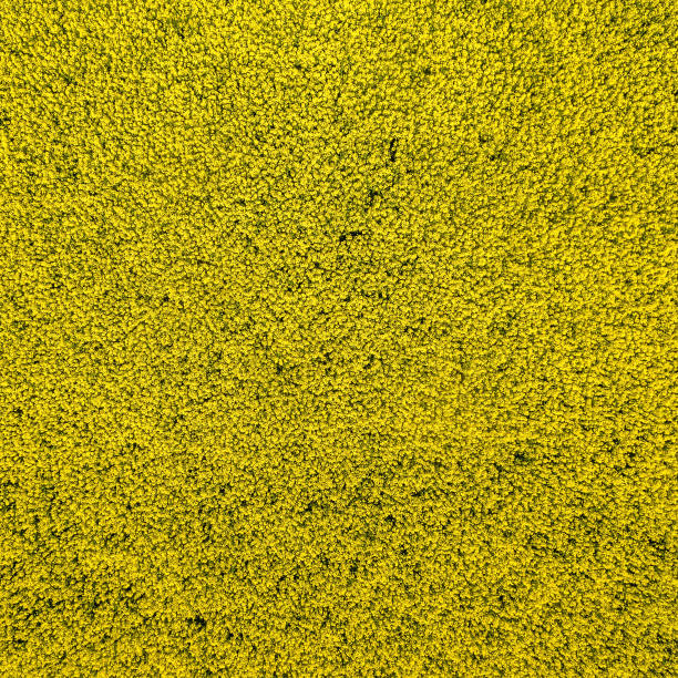 Abstract Background from an aerial photo of a yellow blooming canola field at a height of 100 meters stock photo