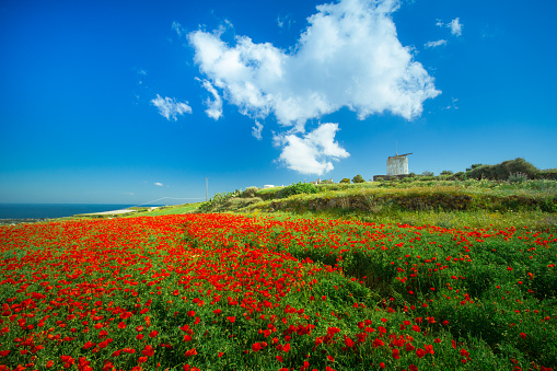 Abstract background of wild red poppies with bright blue sky and an old windmill, Santorini, Greece