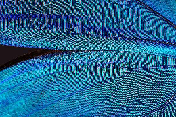 abstrakt blau textur von glänzender schmetterling wings - extreme nahaufnahme stock-fotos und bilder
