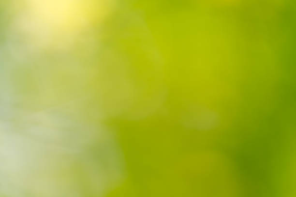Abstract blur green nature for backgrounds stock photo