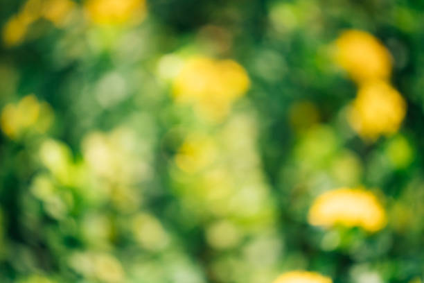 Abstract blur green nature for backgrounds stock photo