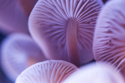 Abstract blurred background with pastel colored wild magic mushrooms caps and gill macro, bottom view, light and shadow contrast, artistic
