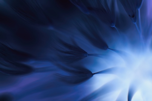 Abstract blurred dark blue flower - abstract background